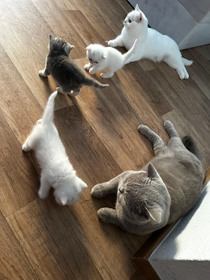 BKH Kitten ab 1.11. abzugeben 