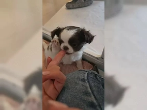 Chihuahua-Welpen aus liebevoller, familiärer Vereinszucht