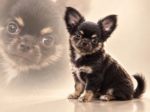 Chihuahua Rüde Welpe