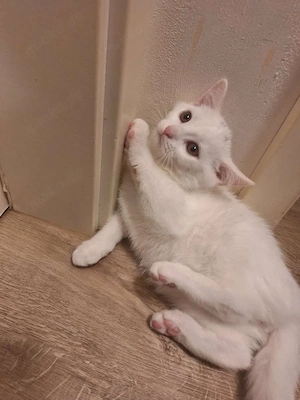 Zwei süße BKH-Kater suchen ein liebesvolle Zuhause