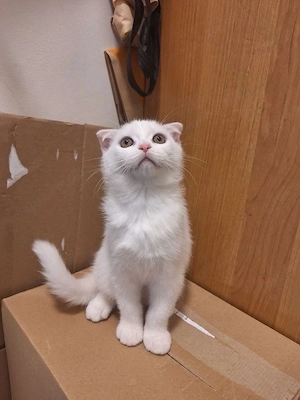 Zwei süße BKH-Kater suchen ein liebesvolle Zuhause