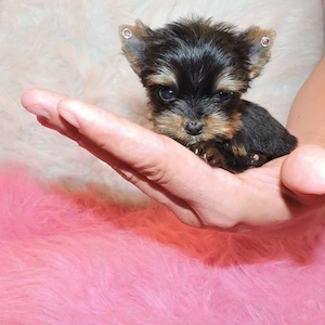 Miniatur-Yorkshire-Terrier-Welpen, männlich und weiblich, abzugeben.