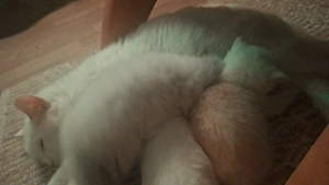 Katzen  bkh 