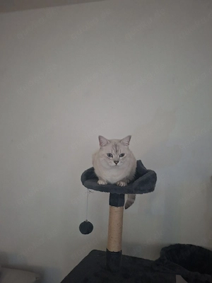 Katzen  bkh blh Rassekatzen 
