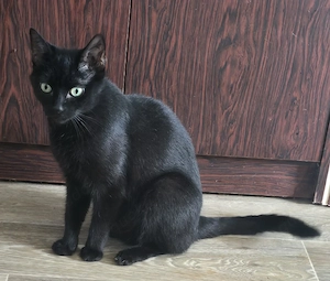 Emma 6 Jahre alt sucht neues liebevolles Zuhause 