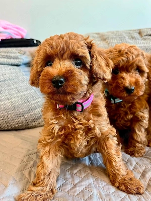 Toy-Pudel-Welpen mit FCI pedigree