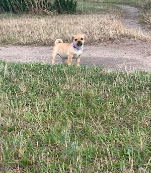 Mops Jack Russel Welpen