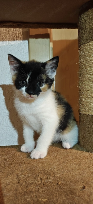 Drei Katzenbabys, zwei dreifarbige und ein schwarz-weißes