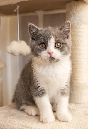 BKH Kitten blue mit Stammbaum !