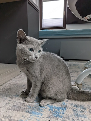 Kleiner hübscher Russisch-Blau-Kater sucht sein Zuhause auf Lebenszeit 