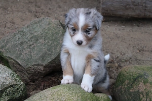 knuffige Australian Shepherd Welpen mit Papiere