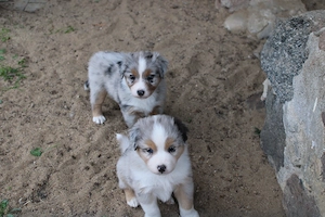 knuffige Australian Shepherd Welpen mit Papiere Bild 2