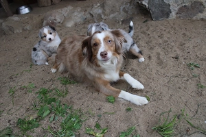 knuffige Australian Shepherd Welpen mit Papiere Bild 5