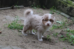 knuffige Australian Shepherd Welpen mit Papiere Bild 3