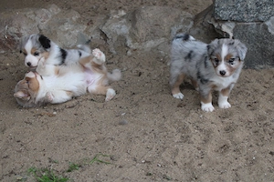 knuffige Australian Shepherd Welpen mit Papiere Bild 4