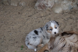 knuffige Australian Shepherd Welpen mit Papiere Bild 6