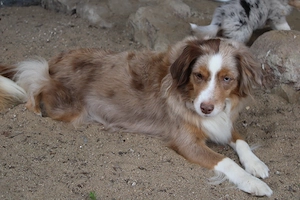 knuffige Australian Shepherd Welpen mit Papiere Bild 7