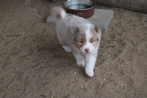 knuffige Australian Shepherd Welpen mit Papiere Bild 9