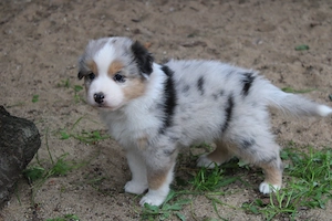 knuffige Australian Shepherd Welpen mit Papiere Bild 8