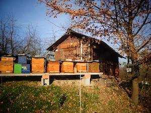 Obstblütenhonig