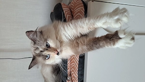 Neva masquarade sibirische weiblich tortie mit Stammbaum 
