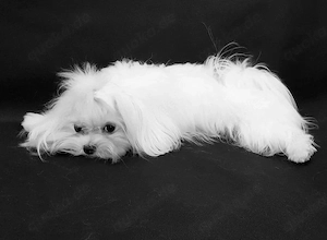 Wunderschöne Maltipoo Welpen Mädchen  Bild 6