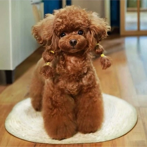 Wunderschöne Maltipoo Welpen Mädchen  Bild 7