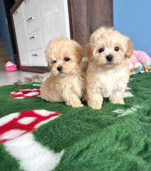 Wunderschöne, verschmuste Maltipoo Welpen (Malteser - Toypudel)