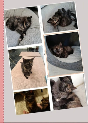 Katzen siam mix Bild 1