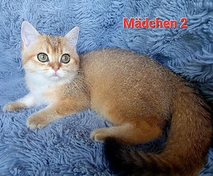 BKH Kitten 