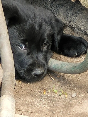 Labrador x Border Collie Welpen 