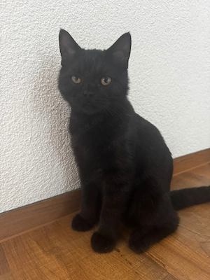 BKH Junge (Abgabebereit)