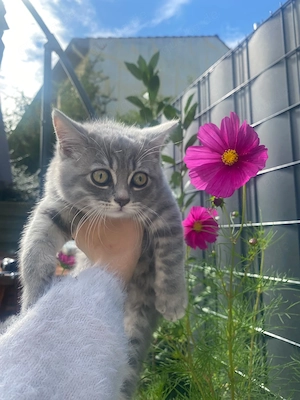 Kitten suchen liebevolles Zuhause