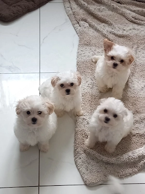 Malteser Yorkshire Terrier Mix Welpen 