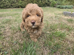 Maltipoo Welpen - abgabebereit
