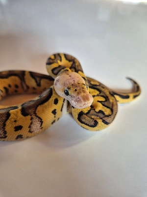 0.0.1 Enchi Firefly Clown