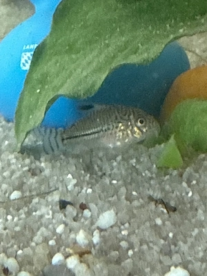 verschiedene fische 