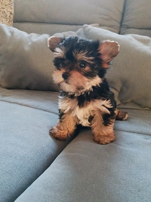 Reinrassige Yorkshire Terrier Welpen 