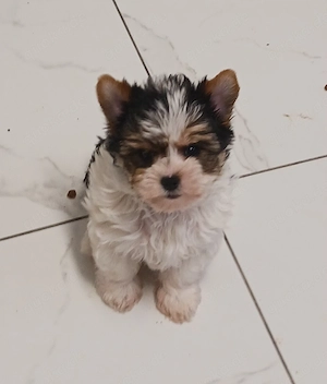 Reinrassige Yorkshire Terrier Welpen 