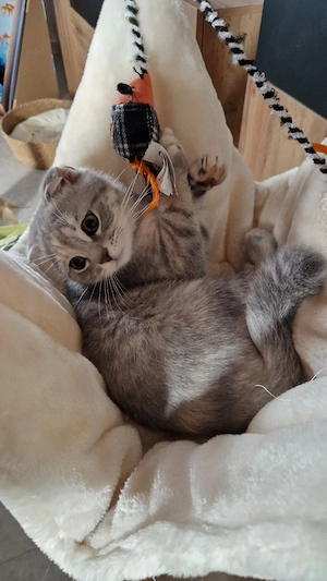 süßes grau crmefarbenes bkh mix mädchen