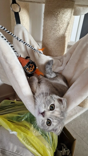 süßes bkh mix mädchen