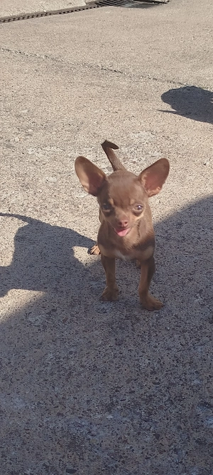 Wunderschöner Chihuahua Welpe 