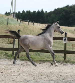Top Araber Hengst aus der höhren Araberzucht