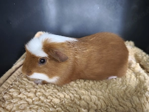 Männchen,  sehr süße Meerschweinchen Babys 