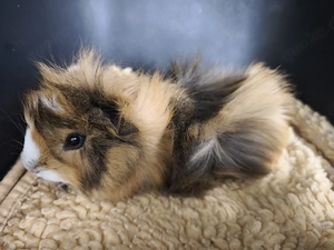 Männchen,  sehr süße Meerschweinchen Babys 