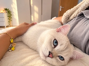 Reinrassiger BKH Deckkater 