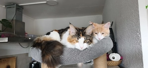 Katzenpärchen Männchen und Weibchen zu verkaufen