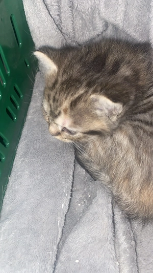 babykatzen