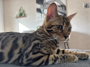 bengal kater 