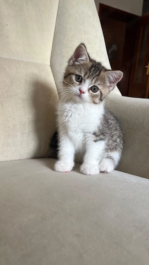Bkh Babys Katze sucht neue Familie    